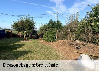 Dessouchage arbre et haie