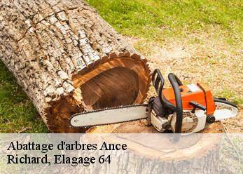 Abattage d'arbres  ance-64570 Richard, Elagage 64