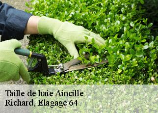 Taille de haie  aincille-64220 Richard, Elagage 64