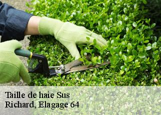 Taille de haie sus-64190 Richard, Elagage 64