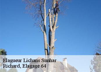 Elagueur  lichans-sunhar-64470 Richard, Elagage 64